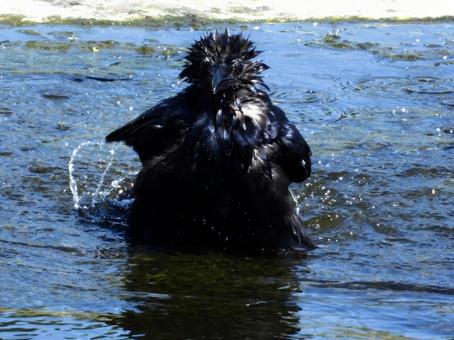 水浴びをするカラス 水浴びをするカラスの写真