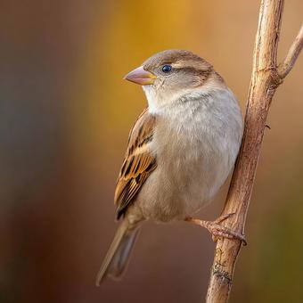 野生の歌鳥:枝で休息する姿 野生の歌鳥:枝で休息する姿の写真