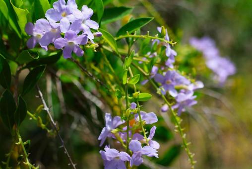 8月中旬の庭の陽の当たるデュランタの花 8月中旬の庭の陽の当たるデュランタの花の写真