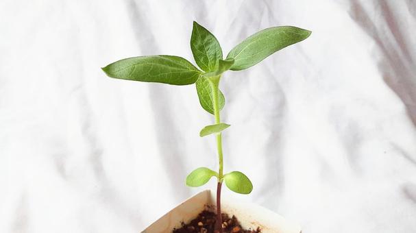 大輪ひまわりの苗・1 大輪ひまわりの苗・1 苗,ひまわり,発芽の写真素材