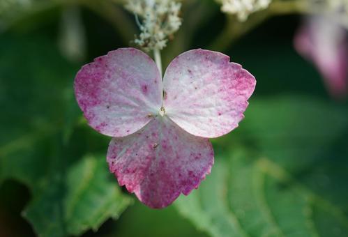 紫陽花 紫陽花 紫陽花,花,梅雨の写真素材