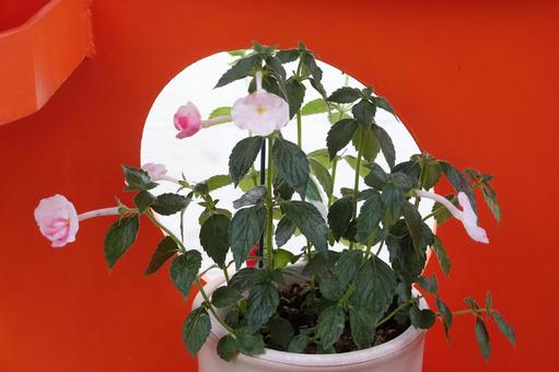 穴のある壁面にかわいい花 穴のある壁面にかわいい花の写真