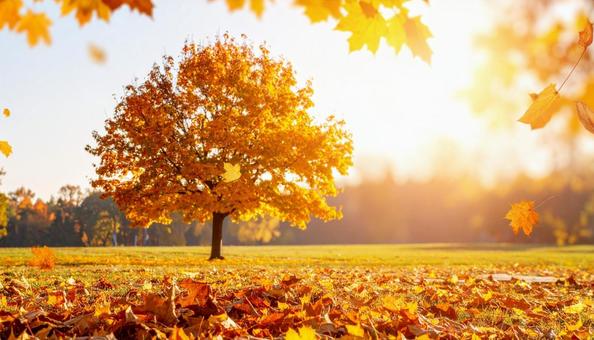 秋のイメージの背景画像 紅葉 野原 秋のイメージの背景画像 紅葉 野原の写真