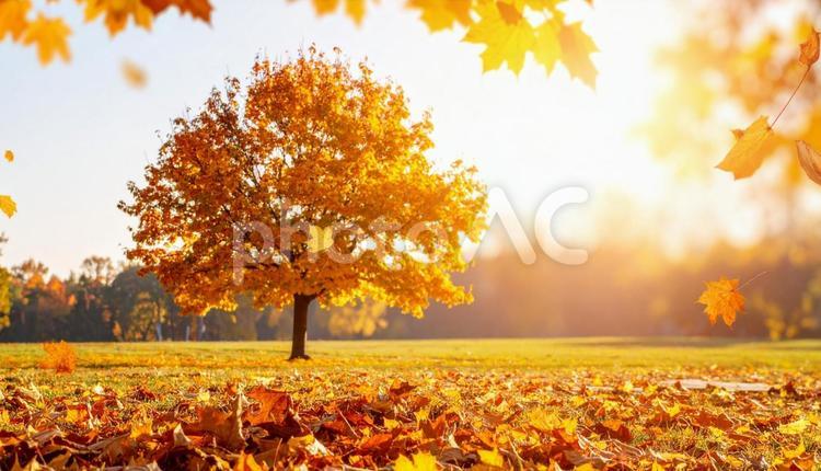秋のイメージの背景画像　紅葉　野原 秋,葉,風景の写真素材