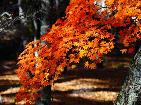 紅葉（瑞牆山） 紅葉,秋,10月の写真素材