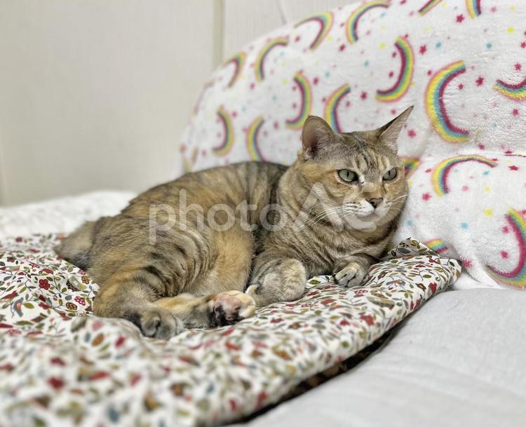 柄物のクッションでくつろぐ茶キジ猫 猫,茶,キジ猫の写真素材