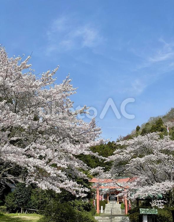 神社の桜 桜,さくら,サクラの写真素材