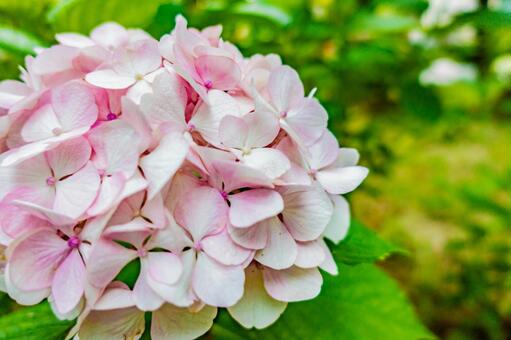 あじさい、アジサイ、紫陽花 あじさい、アジサイ、紫陽花の写真