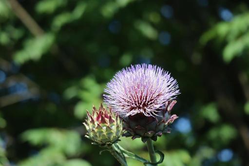 蕾とアンティーチョークの花のアップ 蕾とアンティーチョークの花のアップの写真