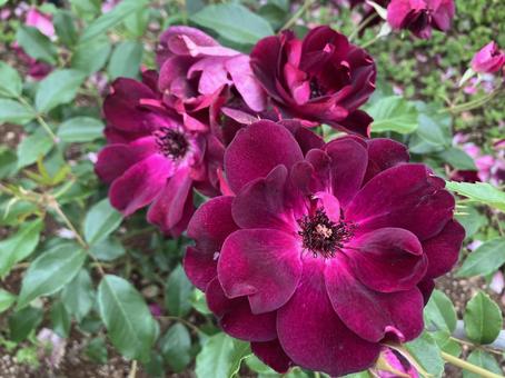 Purple Rose, JPG Purple Rose, JPG