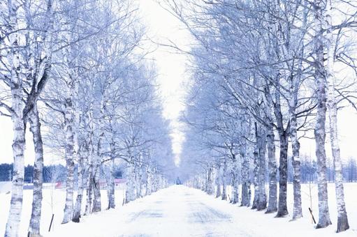 Photo, white birch and wood, tokachi ranch, hokkaido, 
