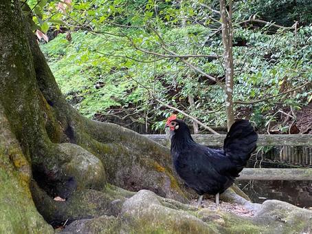 ニワトリ ニワトリ 御神鶏,にわとり,鶏の写真素材