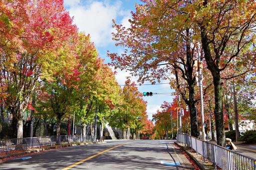 11月の三色彩道にて タイワンフウ,アメリカフウ,モミジバフウの写真素材