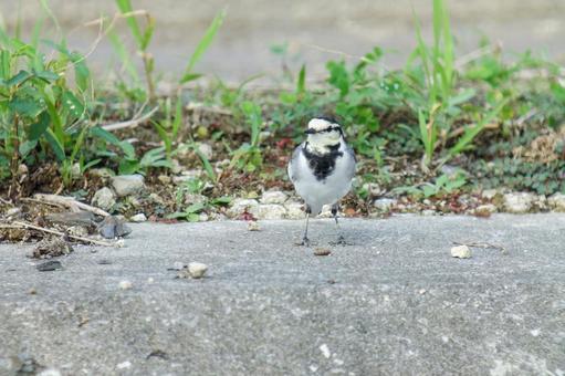 ハクセキレイ ハクセキレイ ハクセキレイ,鳥,野鳥の写真素材