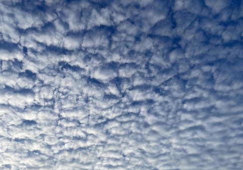 朝のうろこ雲 朝のうろこ雲の写真