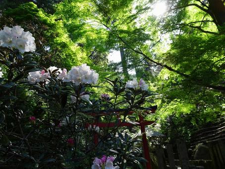 岡寺 岡寺の写真