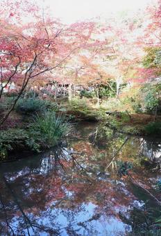 圓光寺　十牛之庭の紅葉 圓光寺,十牛之庭,紅葉の写真素材