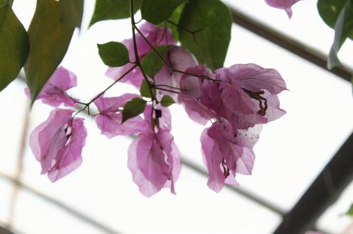 花壇の花 花壇の花の写真