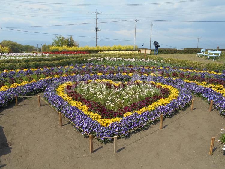 高崎市希望の丘農園のハート型の花壇 春,風景,晴れの写真素材