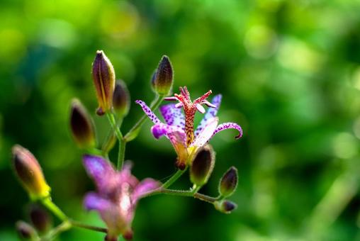 紫色の斑点があるホトトギスの花 植物,ホトトギス,紫色の斑点の写真素材