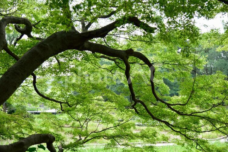 美しい緑のある風景 日本,屋外,風景の写真素材