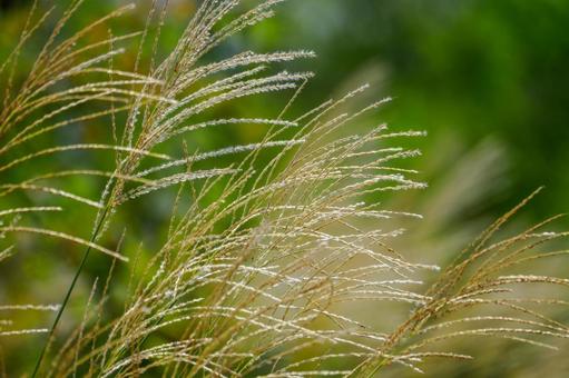 ススキ⒄ ススキ⒄ 植物,ススキ,すすきの写真素材