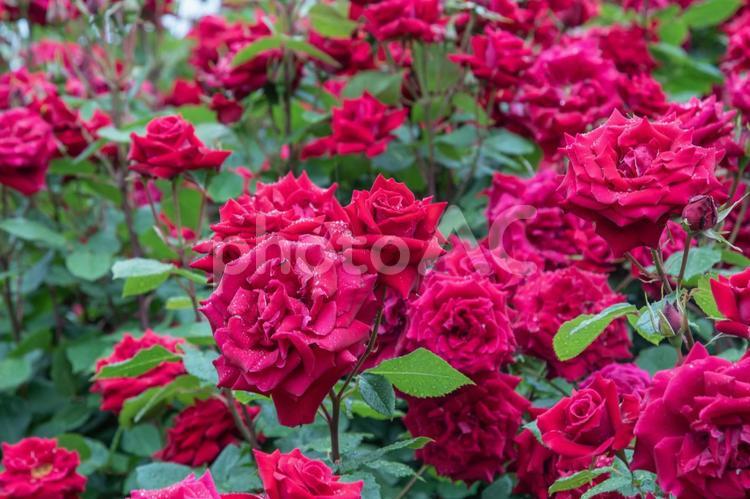 薔薇　４３　雨のローズガーデン 赤い,赤,あかの写真素材