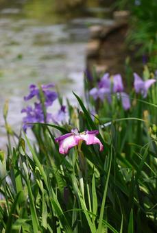 6月下旬の栗林公園の花菖蒲園 6月下旬の栗林公園の花菖蒲園の写真