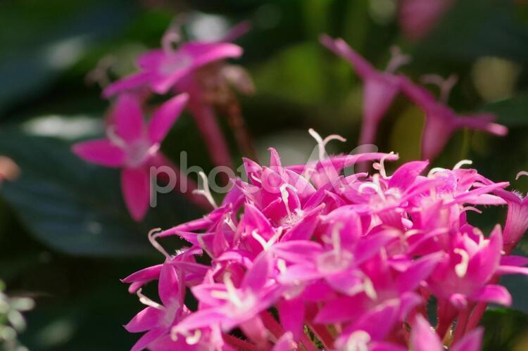 横から見たペンタスの花 ペンタス,花,横の写真素材