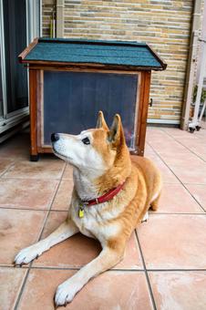 ご飯を楽しみに待つ柴犬 ご飯を楽しみに待つ柴犬の写真