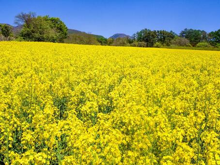青空と山を望む一面の菜の花畑 菜の花,菜の花畑,春の写真素材