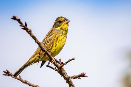 アオジ(49)の写真