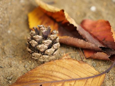 松ぼっくりと落ち葉の写真