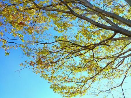 コバルトに色づく木の葉の写真