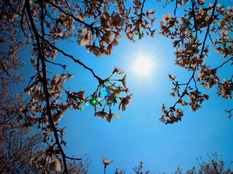 日本の花 日本の花の写真