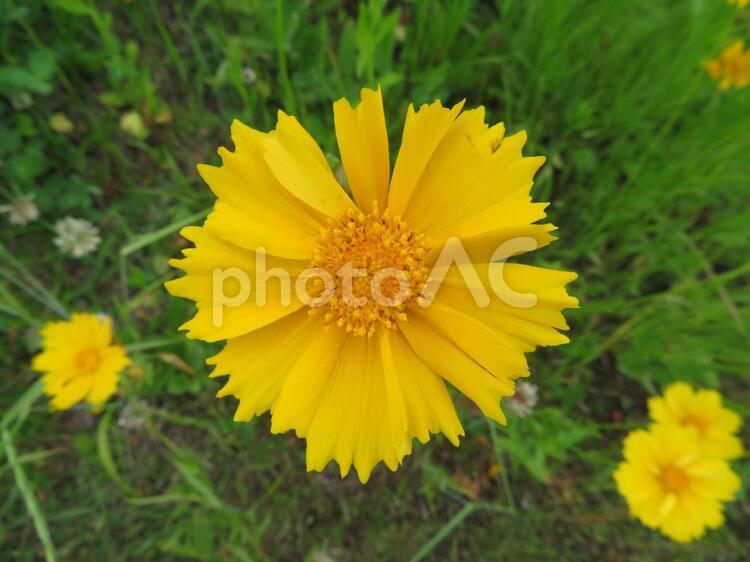 一輪のオオキンケイギクの花 菊,花,黄の写真素材