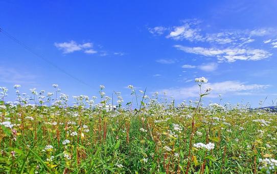秋晴れの青空と蕎麦の花畑 蕎麦,花畑,秋の写真素材