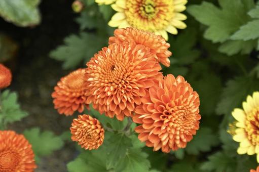 オレンジ色の菊② 菊,オレンジ色,緑の写真素材