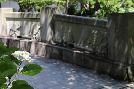 Photo, hydrangea, rainy season, june, 
