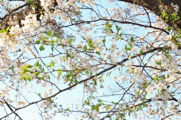 見ごろが長い桜_22 若葉,きみどり色,葉の写真素材