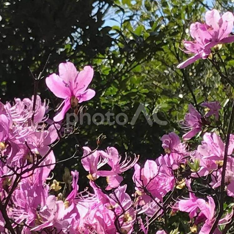 ミツバツツジ つつじ,ツツジ,躑躅の写真素材