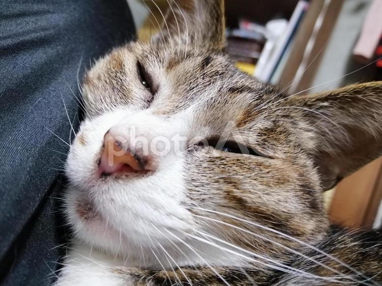人の足の上でぐっすり寝ている猫 猫,昼寝,ペットの写真素材