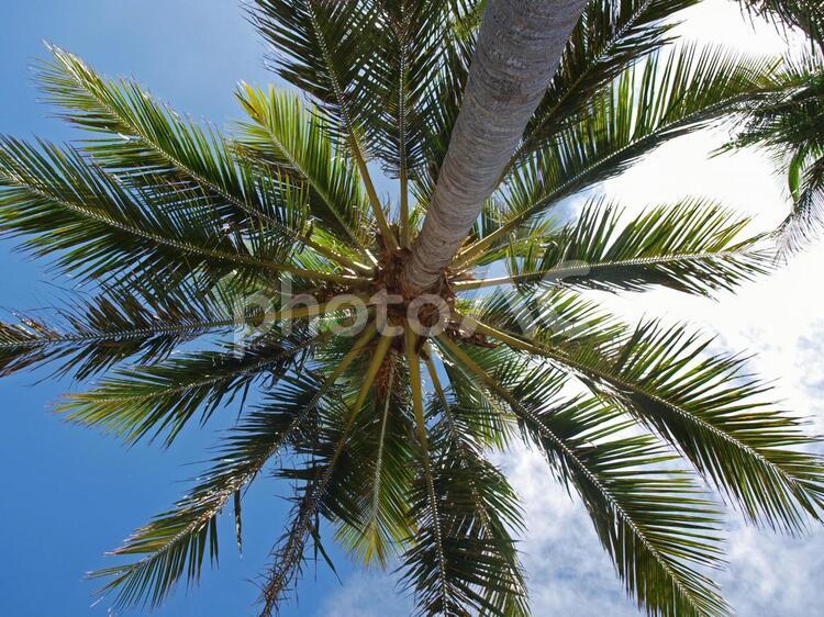 ヤシの木 ヤシ,背景,空の写真素材