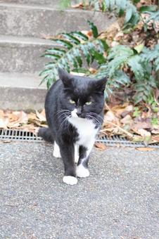 公園の猫 公園の猫の写真