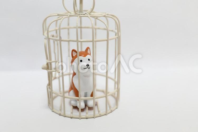 檻の中の犬 犬,ペット,檻の写真素材