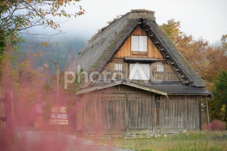白川郷合掌造りとコキア 風景,田舎,合掌造りの写真素材