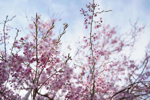 桜 桜の写真
