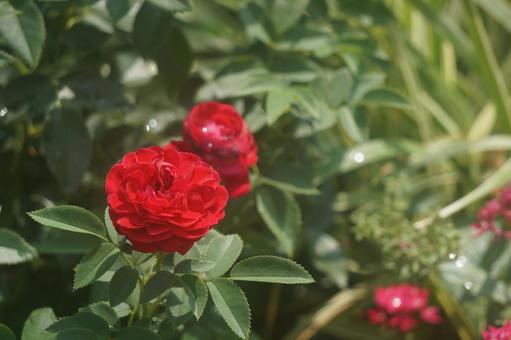 薔薇 薔薇の写真