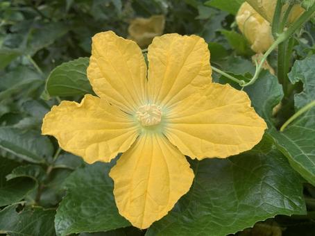 かぼちゃの花 かぼちゃの花の写真