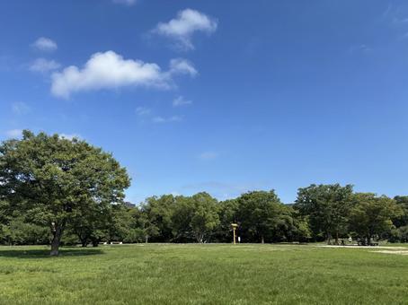 空と木と芝生 大濠公園駅 空と木と芝生 大濠公園駅 空,自然,風景の写真素材